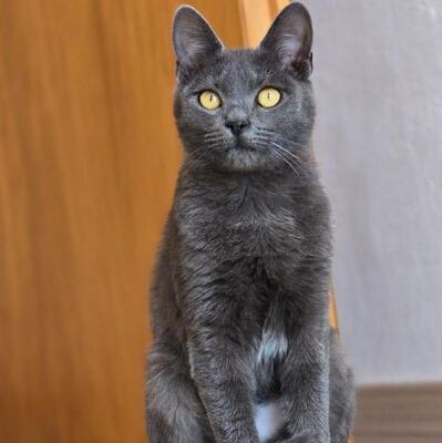 Katzen Billy und Mirella suchen Ihre Menschen, EKH - Kater