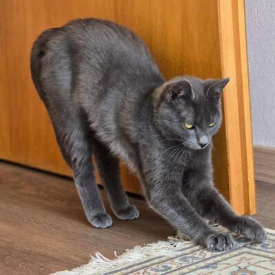 Katzen Billy und Mirella suchen Ihre Menschen, EKH - Kater