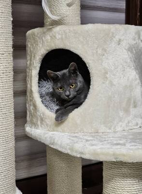 Katzen Billy und Mirella suchen Ihre Menschen, EKH - Kater