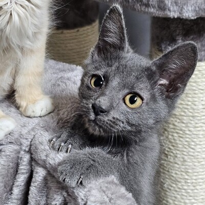 Katzen Billy und Mirella suchen Ihre Menschen, EKH - Kater