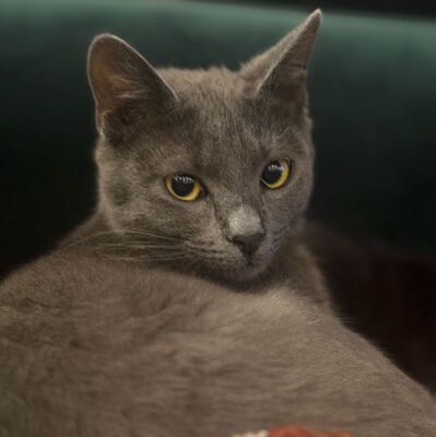Katzen Billy und Mirella suchen Ihre Menschen, EKH - Kater