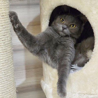 Katzen Billy und Mirella suchen Ihre Menschen, EKH - Kater
