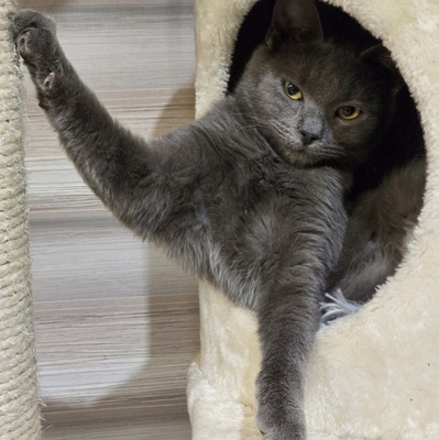 Katzen Billy und Mirella suchen Ihre Menschen, EKH - Kater