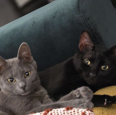 Katzen Billy und Mirella warten auf Post, EKH - Kater