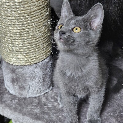 Katzen Billy und Mirella warten auf Post, EKH - Kater