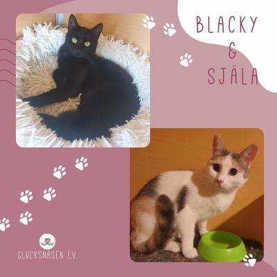 Katzen Blacky und Själa suchen ihr Körbchen, EKH - Kater