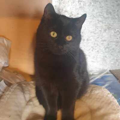 Katzen Blacky und Själa suchen ihr Körbchen, EKH - Kater