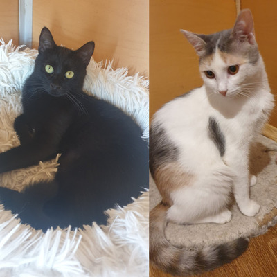 Katzen Blacky und Själa suchen ihr Körbchen, EKH - Kater