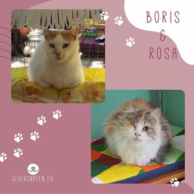 Katzen Boris und Rosa suchen ihr Zuhause, EKH - Kater