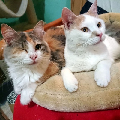 Katzen Boris und Rosa suchen ihr Zuhause, EKH - Kater