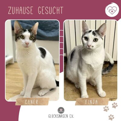 Katzen Caner und Finja sind neugierig auf Dich, EKH - Kater