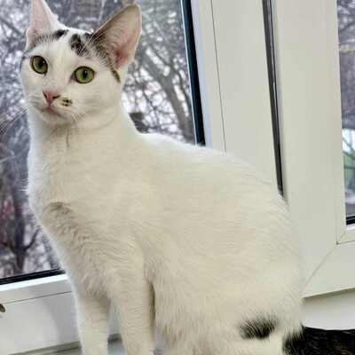 Katzen Caner und Finja sind neugierig auf Dich, EKH - Kater