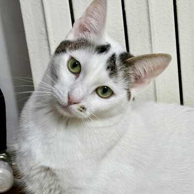 Katzen Caner und Finja sind neugierig auf Dich, EKH - Kater