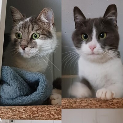 Katzen Cheddar und Roquefort suchen ihr Zuhause, EKH - Katze