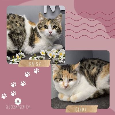Katzen Daisy und Cindy suchen ihre Familie, EKH - Katze