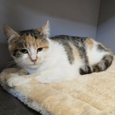 Katzen Daisy und Cindy suchen ihre Familie, EKH - Katze