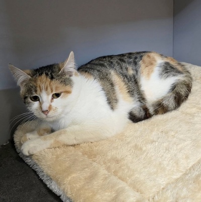 Katzen Daisy und Cindy suchen ihre Familie, EKH - Katze