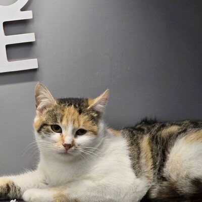 Katzen Daisy und Cindy suchen ihre Familie, EKH - Katze