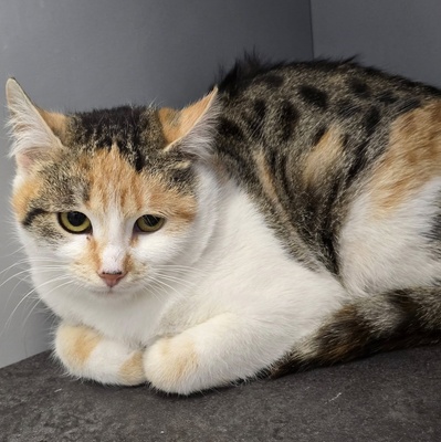 Katzen Daisy und Cindy suchen ihre Familie, EKH - Katze