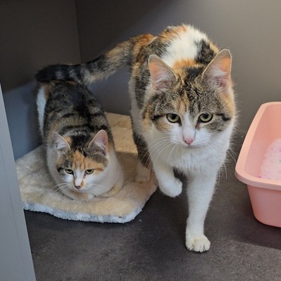 Katzen Daisy und Cindy suchen ihre Familie, EKH - Katze