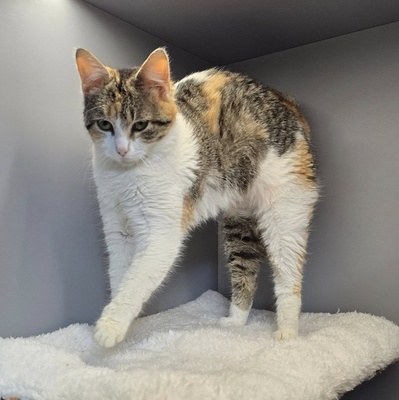 Katzen Daisy und Cindy suchen ihre Familie, EKH - Katze