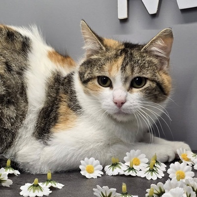 Katzen Daisy und Cindy suchen ihre Familie, EKH - Katze