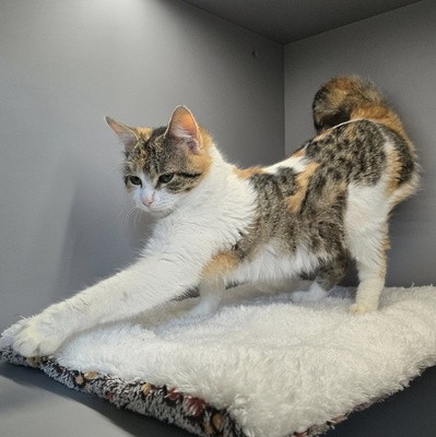 Katzen Daisy und Cindy suchen ihre Familie, EKH - Katze