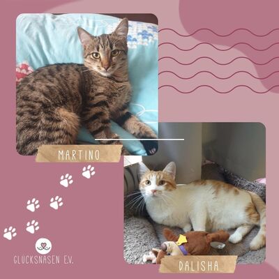 Katzen Dalisha und Martino sind bereit