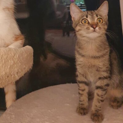Katzen Dalisha und Martino sind bereit, EKH Jungtier - Katze