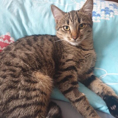 Katzen Dalisha und Martino sind bereit, EKH Jungtier - Katze