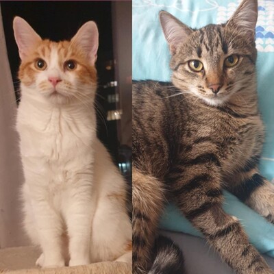 Katzen Dalisha und Martino sind bereit, EKH Jungtier - Katze