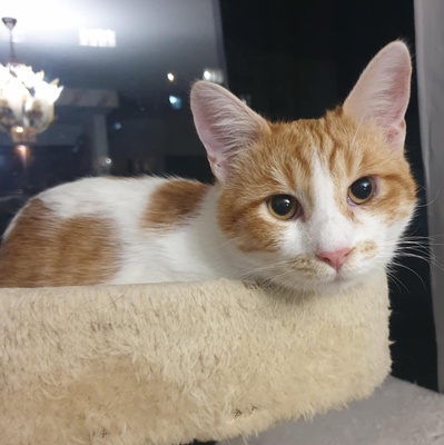 Katzen Dalisha und Martino sind bereit, EKH Jungtier - Katze