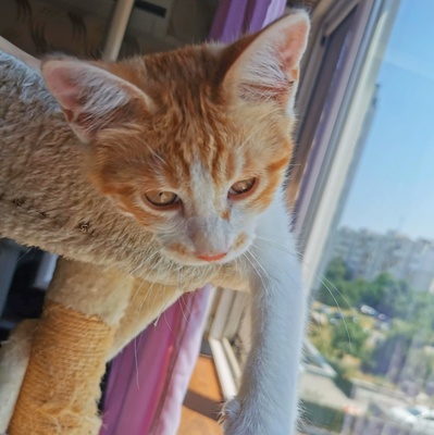 Katzen Dalisha und Martino sind bereit, EKH Jungtier - Katze