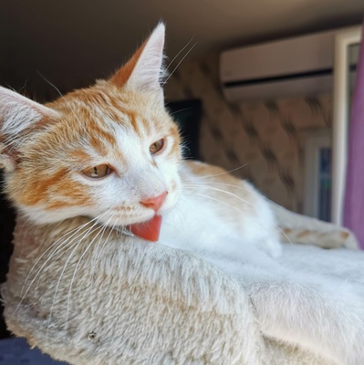 Katzen Dalisha und Martino sind bereit, EKH Jungtier - Katze