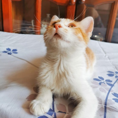 Katzen Dalisha und Martino sind bereit, EKH Jungtier - Katze