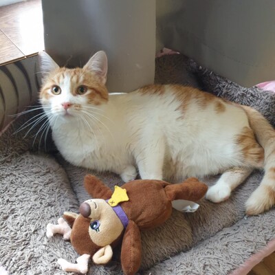 Katzen Dalisha und Martino sind bereit, EKH Jungtier - Katze