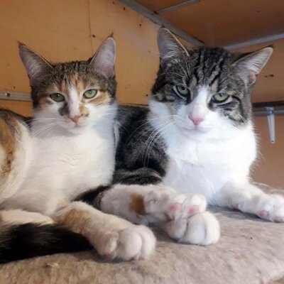 Katzen Emil und Jolie suchen noch ihr Zuhause, EKH - Kater
