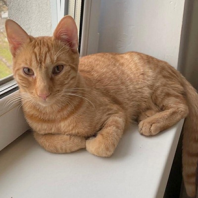 Katzen Felix und Malina sind neugierig auf Dich, EKH - Kater