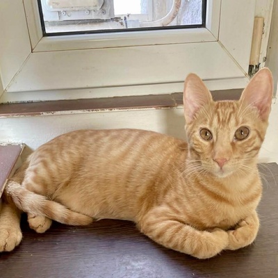 Katzen Felix und Malina sind neugierig auf Dich, EKH - Kater