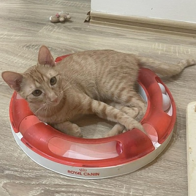 Katzen Felix und Malina sind neugierig auf Dich, EKH - Kater