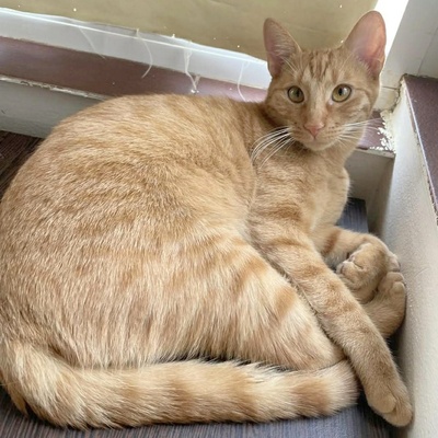 Katzen Felix und Malina sind neugierig auf Dich, EKH - Kater