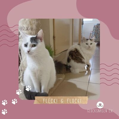 Katzen Flecki und Flocki möchten bei Dir einziehen, EKH - Katze