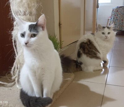 Katzen Flecki und Flocki möchten bei Dir einziehen, EKH - Katze