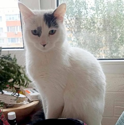 Katzen Flecki und Flocki möchten bei Dir einziehen, EKH - Katze