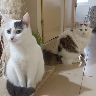 Katzen Flecki und Flocki möchten bei Dir einziehen, EKH - Katze