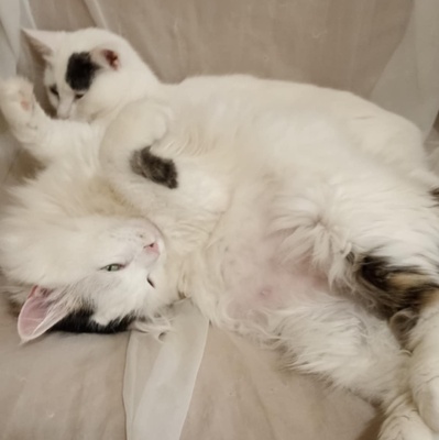 Katzen Flecki und Flocki möchten bei Dir einziehen, EKH - Katze