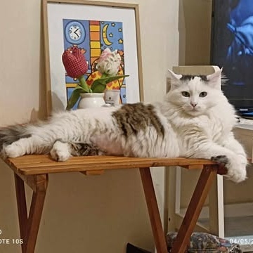Katzen Flecki und Flocki möchten bei Dir einziehen, EKH - Katze