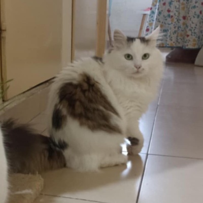 Katzen Flecki und Flocki möchten bei Dir einziehen, EKH - Katze