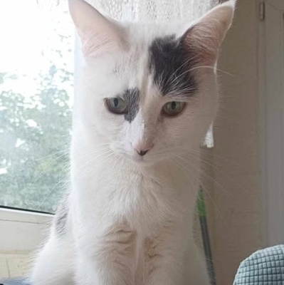 Katzen Flecki und Flocki möchten bei Dir einziehen, EKH - Katze