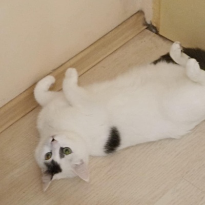 Katzen Flecki und Flocki möchten bei Dir einziehen, EKH - Katze